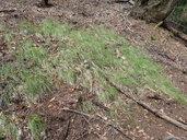 Calamagrostis rubescens