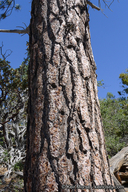 Pinus jeffreyi