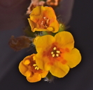 Amsinckia grandiflora