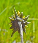 Helianthella californica var. californica