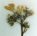 Gilia salticola