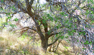 Quercus x alvordiana