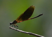 Euphaea masoni