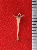 Navarretia panochensis