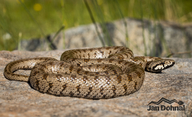 Caucasian Rat Snake