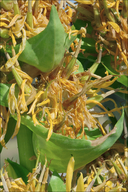 Gentiana lutea ssp. symphyandra