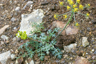 Lomatium parvifolium