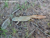 Sharp-ribbed Salamander