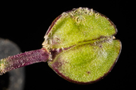 Lepidium nitidum