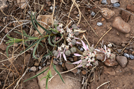 Euphorbia radians