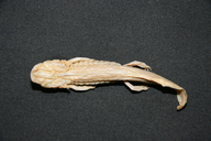 Eurycea robusta