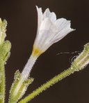 Aliciella hutchinsifolia