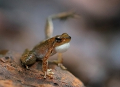 Kottigehar Dancing Frog