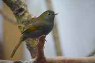 Liocichla omeiensis