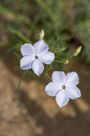 Flaxflower Ipomopsis
