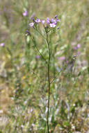 Gilia tenuiflora ssp. tenuiflora