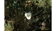 Mariposa Lily (star Type)