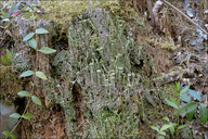 Cladonia fimbriata