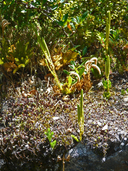 Austrolycopodium magellanicum