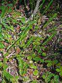 Austroblechnum penna-marina
