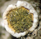 Texosporium sancti-jacobi