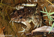 Kerala Wart Frog
