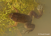 Peracca's Clawed Frog