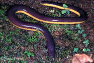 Lesser Yellow-banded Caecilian