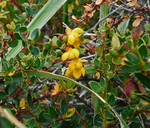 Berberis microphylla