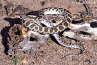 Peninsular Glossy Snake
