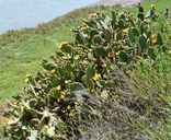 Opuntia littoralis