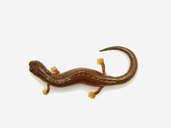 Minute Webfoot Salamander