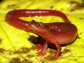 Chiriqui Fire Salamander