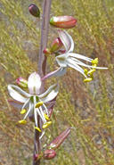Hooveria parviflora