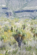 Yucca thompsoniaia