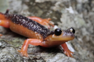 Kleinasiatischer Salamander