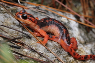 Fazila's Salamander