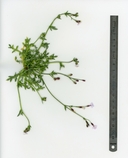 Gilia aliquanta ssp. breviloba