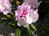 Rhododendron yakushimanum x rhododendron smirnovii