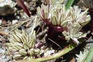 Allium obtusum var. conspicuum