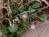 Sidalcea calycosa ssp. rhizomata