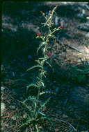 Cirsium andersonii