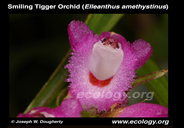 Smiling Tigger Orchid