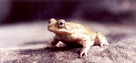 Olive Toad