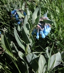 Sagebrush Bluebells