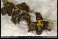 Bulbophyllum scaphiforme