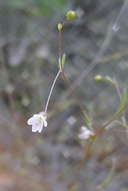Small-flowered Dwarf Flax