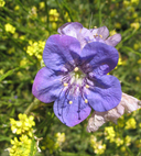 Largeflower Phacelia