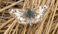 Burnsius albescens