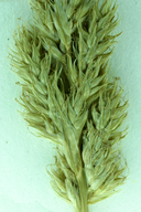 Carex fracta